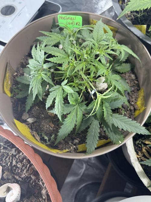 NORTHERN LIGHTS #2. Week 4