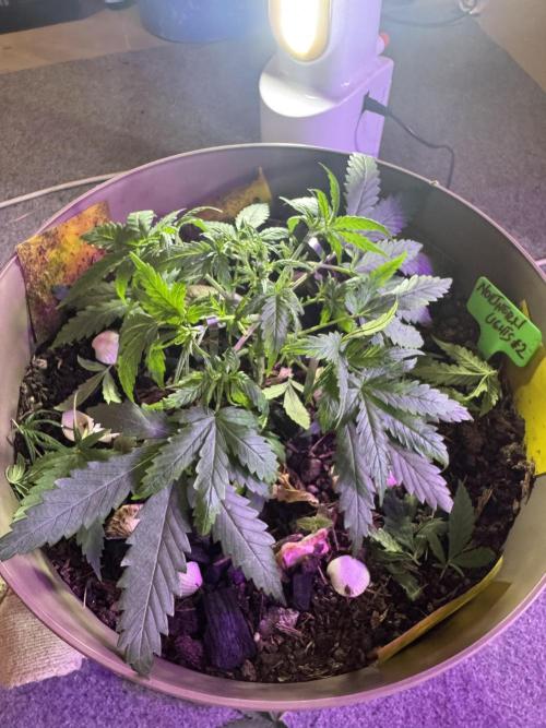 NORTHERN LIGHTS #2. Week 4