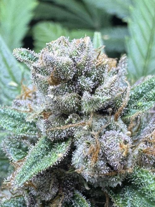 TROPICANA COOKIES. Week 11