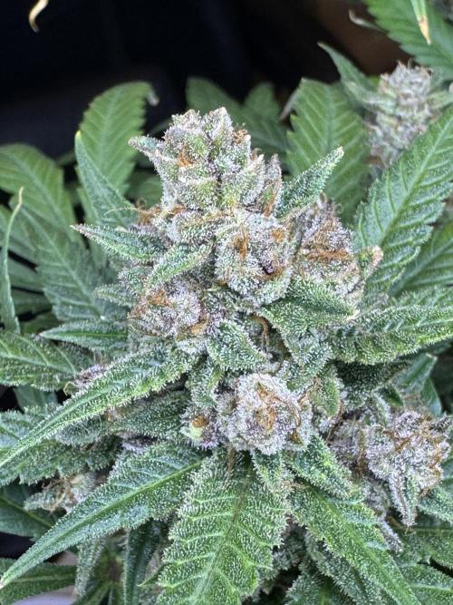 TROPICANA COOKIES. Week 11