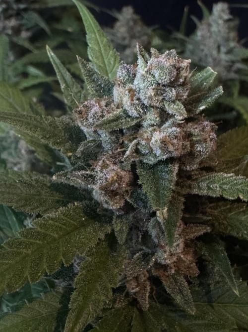 TROPICANA COOKIES. Week 11