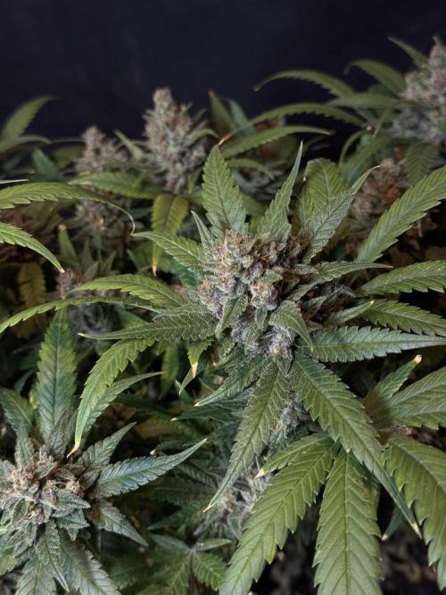 TROPICANA COOKIES. Week 11