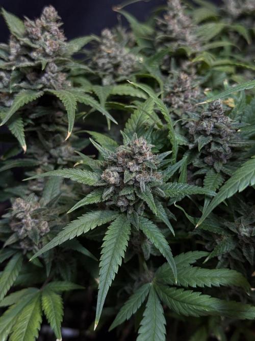 TROPICANA COOKIES. Week 11