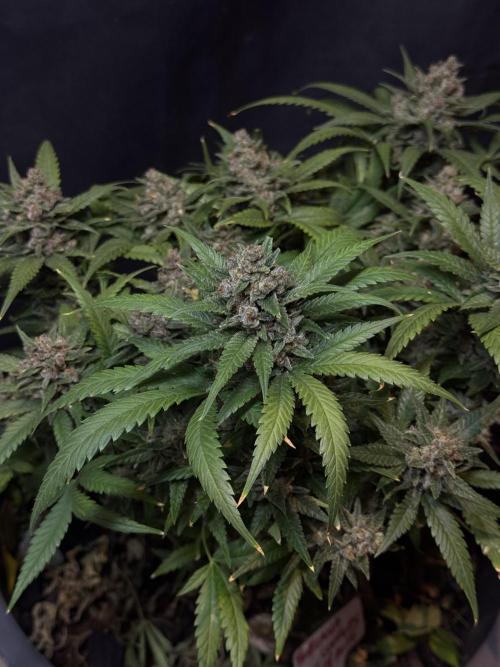 TROPICANA COOKIES. Week 11