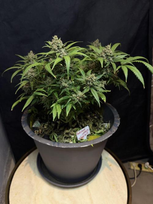 TROPICANA COOKIES. Week 11