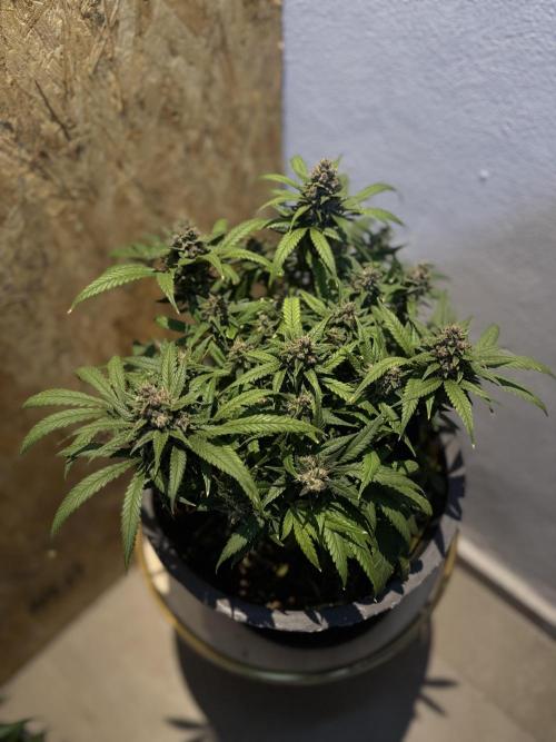 TROPICANA COOKIES. Week 11