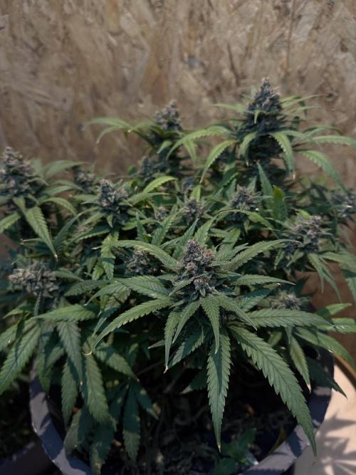 TROPICANA COOKIES. Week 11