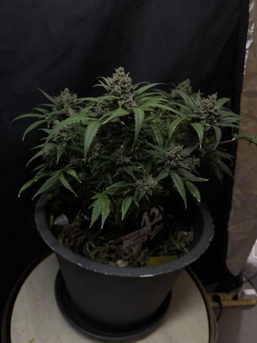 TROPICANA COOKIES. Week 11