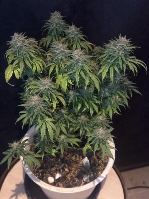 BANANA PURPLE PUNCH. Week 11