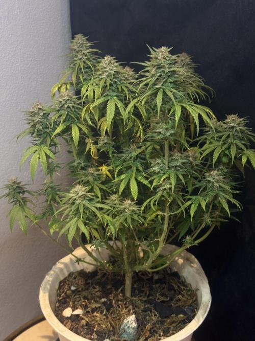 BANANA PURPLE PUNCH. Week 11