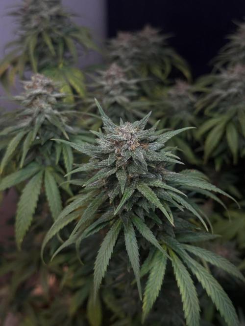 BANANA PURPLE PUNCH. Week 11