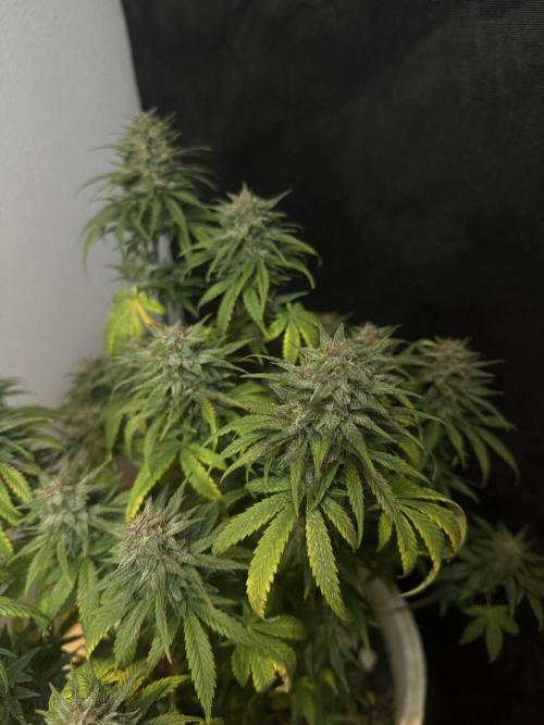 BANANA PURPLE PUNCH. Week 11