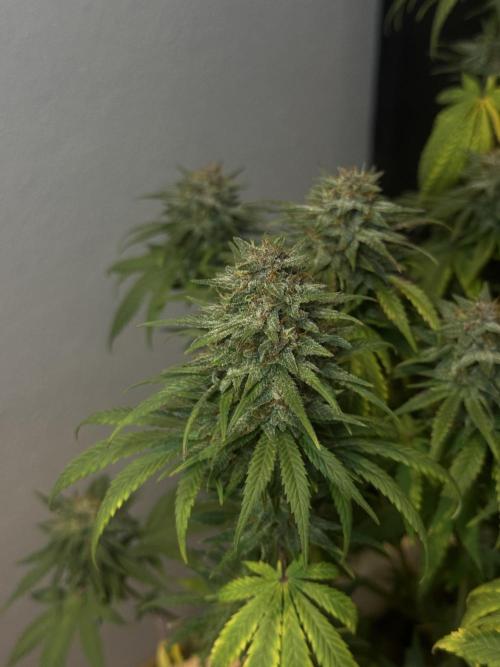 BANANA PURPLE PUNCH. Week 11