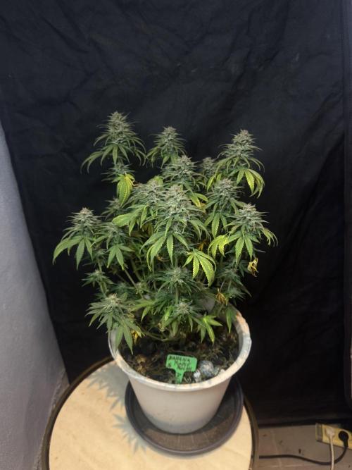 BANANA PURPLE PUNCH. Week 11