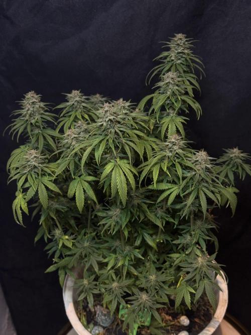 BANANA PURPLE PUNCH. Week 11