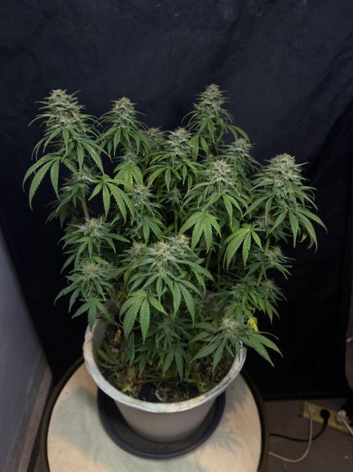 BANANA PURPLE PUNCH. Week 11