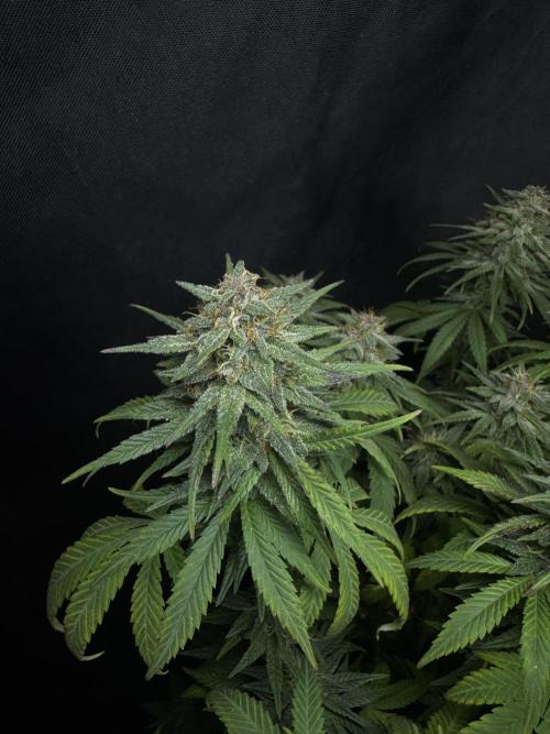 BANANA PURPLE PUNCH. Week 11