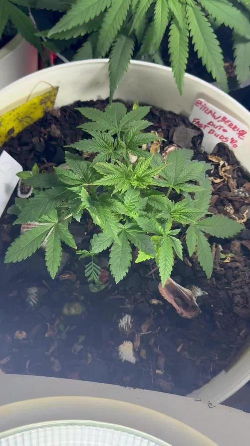 ZTRAWBERRIEZ AUTO