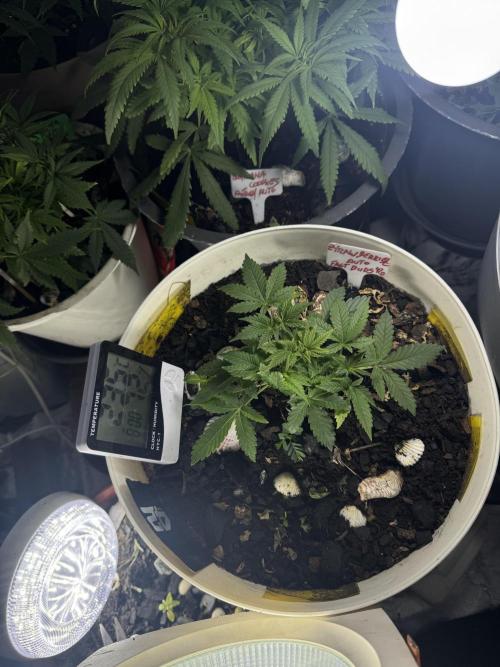 ZTRAWBERRIEZ AUTO. Week 3