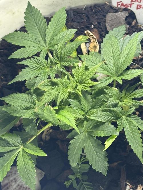 ZTRAWBERRIEZ AUTO. Week 3