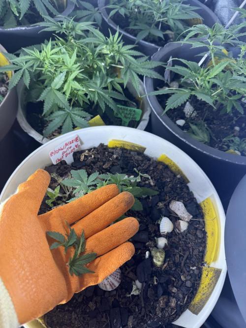 ZTRAWBERRIEZ AUTO. Week 3