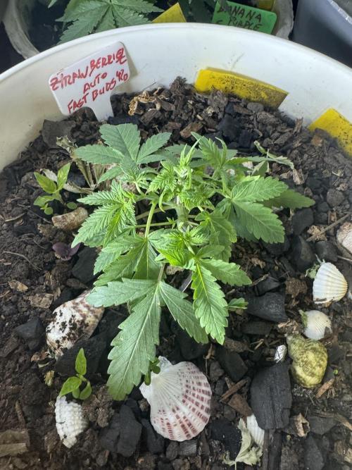 ZTRAWBERRIEZ AUTO. Week 3