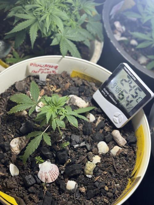 ZTRAWBERRIEZ AUTO. Week 3