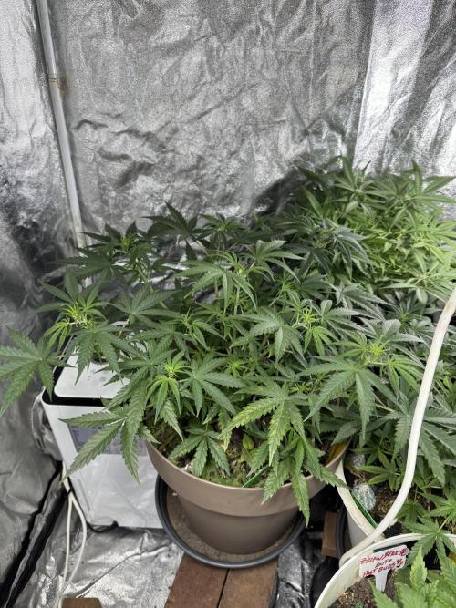 NORTHERN LIGHTS #2. Week 5