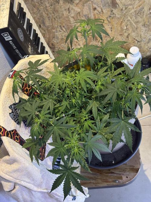 NORTHERN LIGHTS #2. Week 5