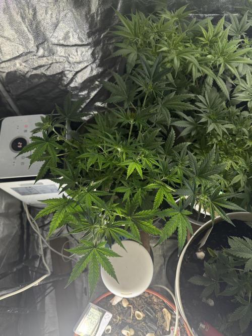 NORTHERN LIGHTS #2. Week 5