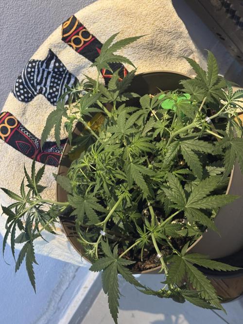 NORTHERN LIGHTS #2. Week 5