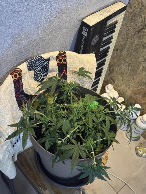 NORTHERN LIGHTS #2. Week 5