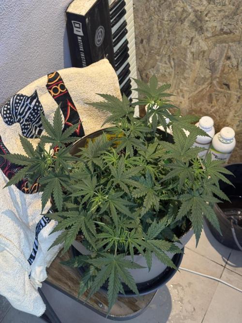 NORTHERN LIGHTS #2. Week 5