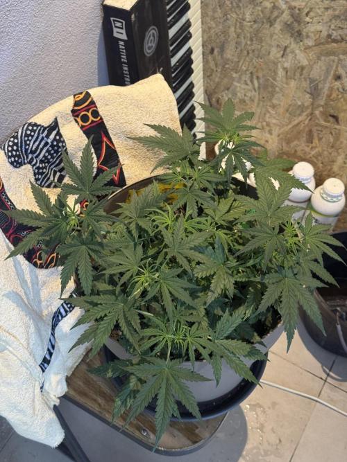 NORTHERN LIGHTS #2. Week 5