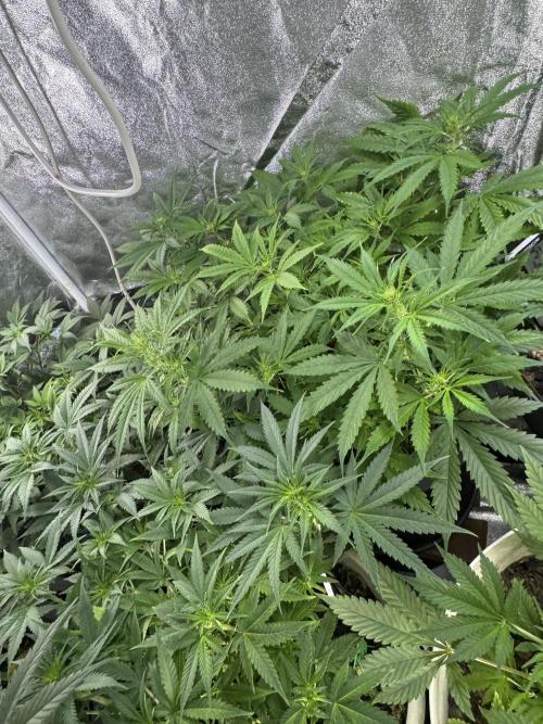 NORTHERN LIGHTS #1. Week 6