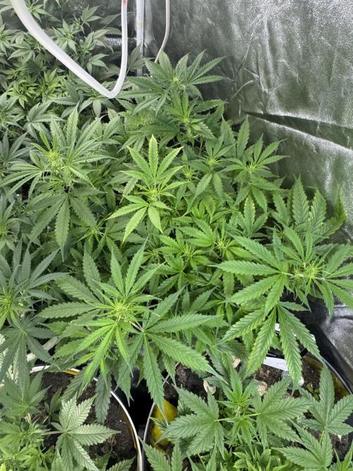 NORTHERN LIGHTS #1. Week 6