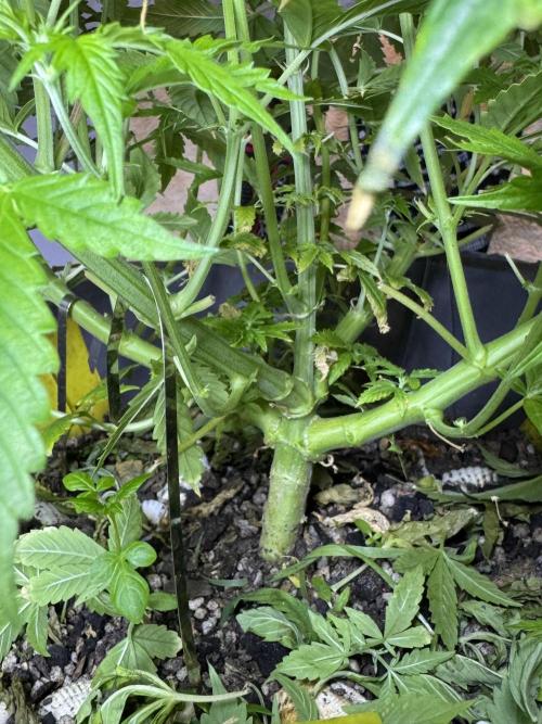 NORTHERN LIGHTS #1. Week 6