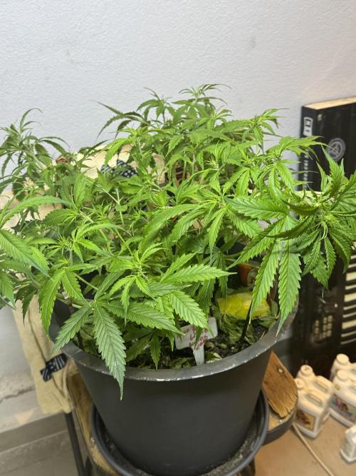 NORTHERN LIGHTS #1. Week 6