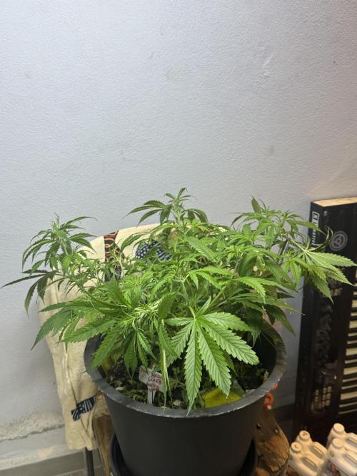 NORTHERN LIGHTS #1. Week 6