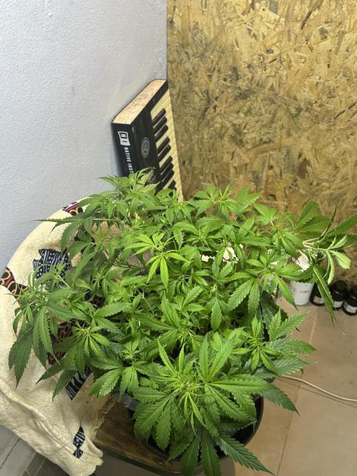 NORTHERN LIGHTS #1. Week 6