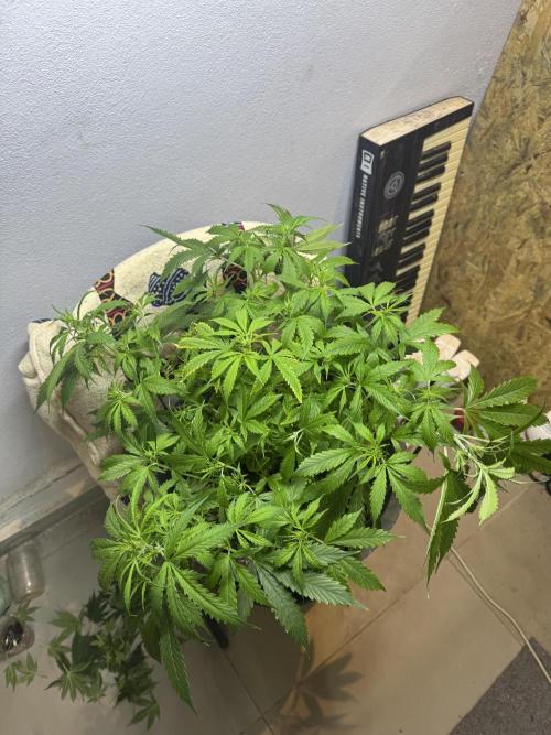 NORTHERN LIGHTS #1. Week 6