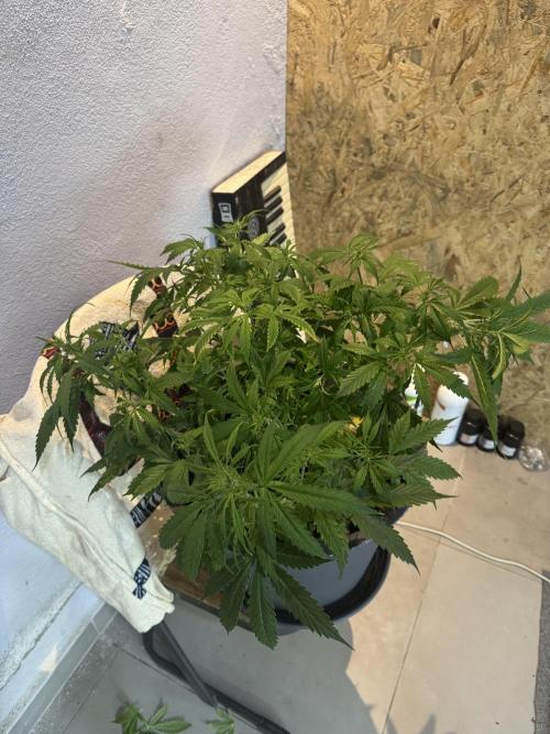 NORTHERN LIGHTS #1. Week 6