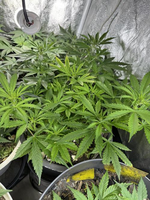 NORTHERN LIGHTS #1. Week 6