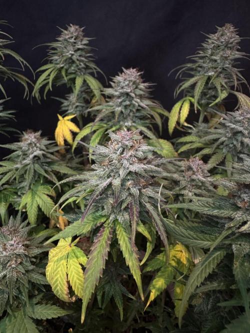 BANANA PURPLE PUNCH. Week 12