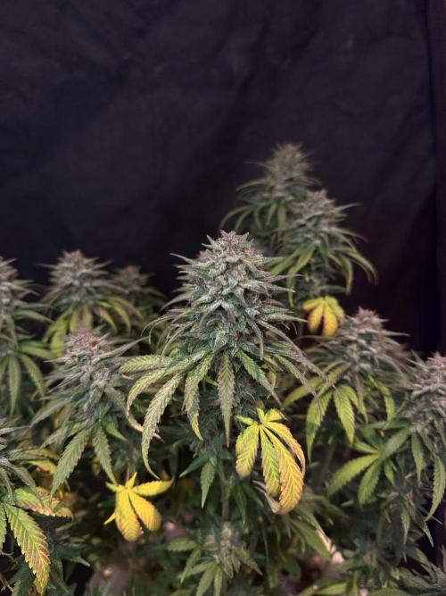 BANANA PURPLE PUNCH. Week 12