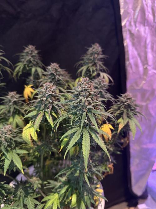 BANANA PURPLE PUNCH. Week 12