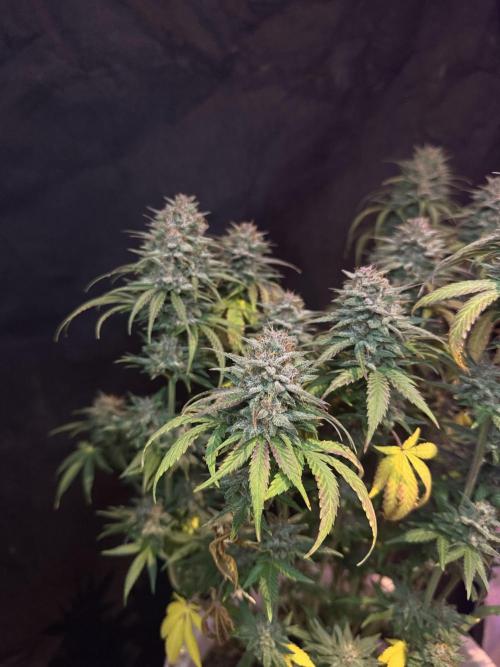 BANANA PURPLE PUNCH. Week 12