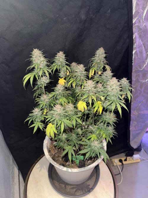 BANANA PURPLE PUNCH. Week 12