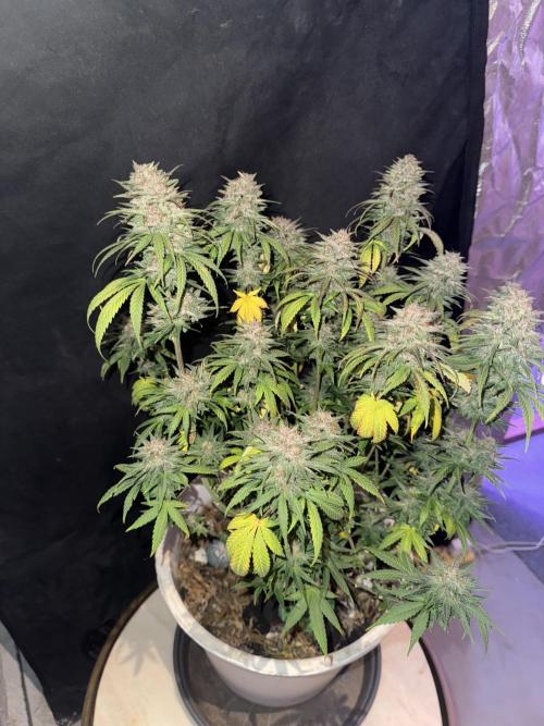 BANANA PURPLE PUNCH. Week 12