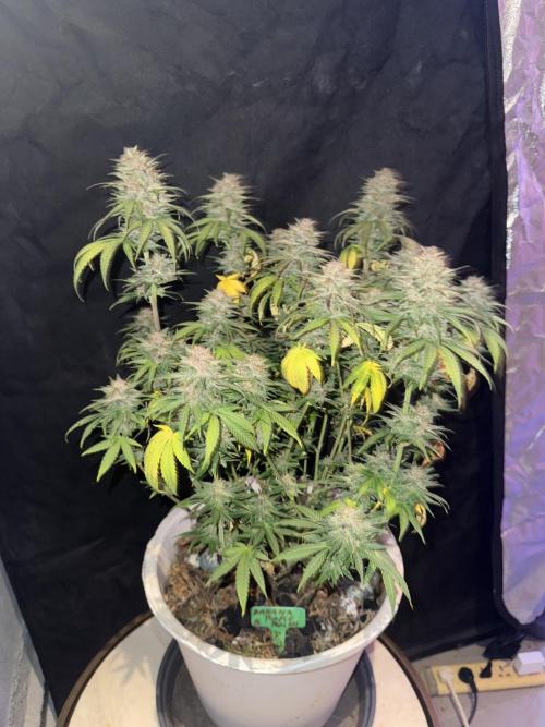 BANANA PURPLE PUNCH. Week 12